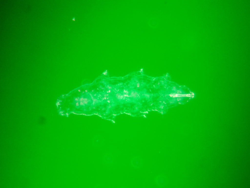Tardigrade with plain green filter