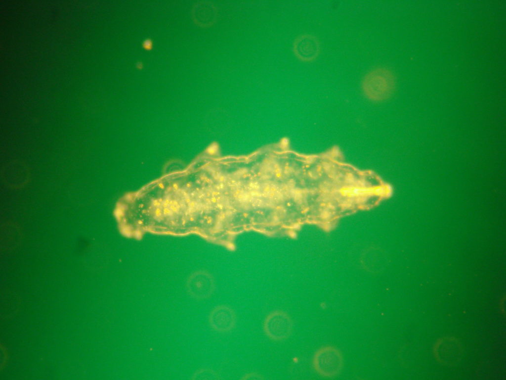 Tardigrade with Rheinberg filter - green center stop and yellow annulus ring