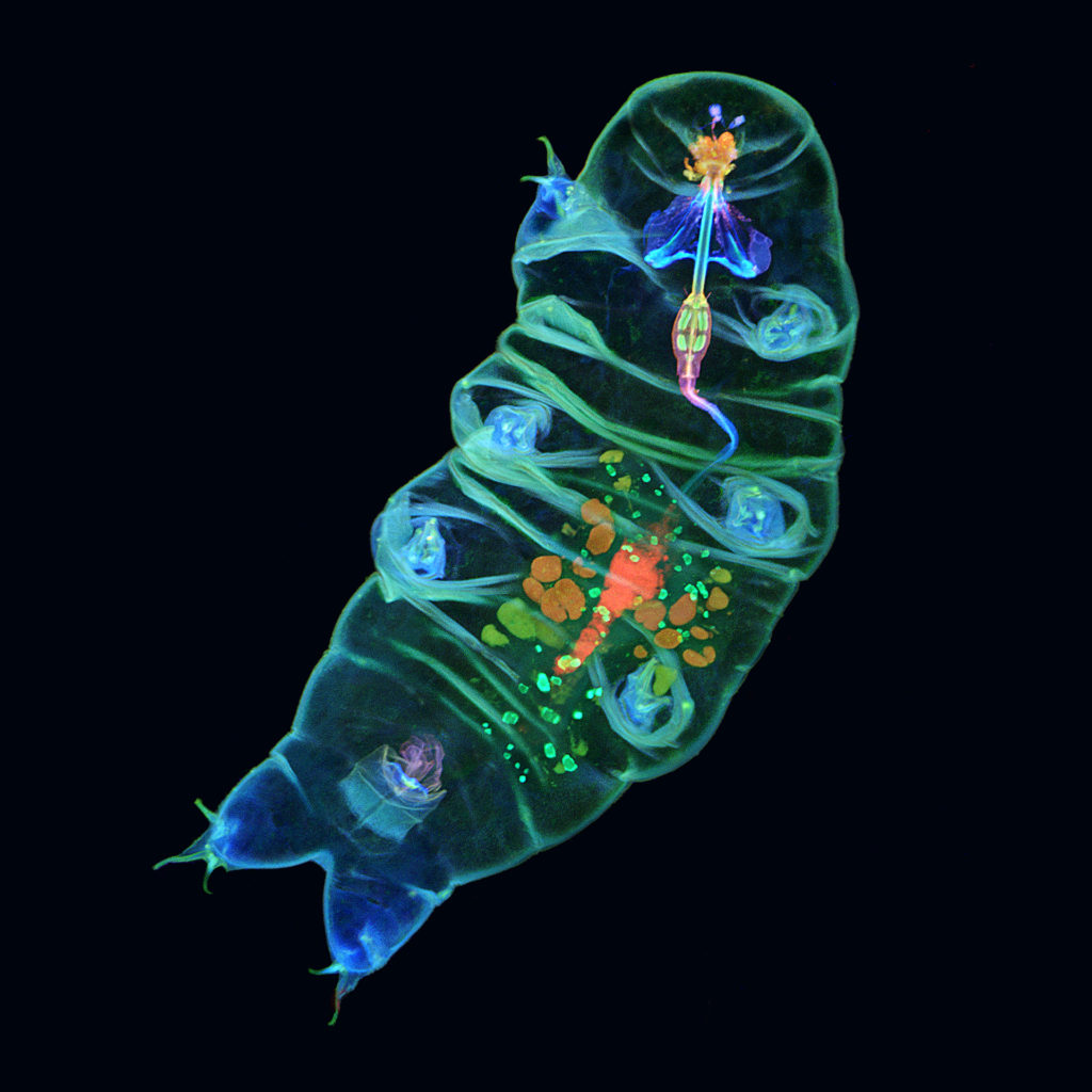 This is the 2019 USA winning photo of the Olympus Image of the Year Award. Tardigrade in fluorescent imaging.
