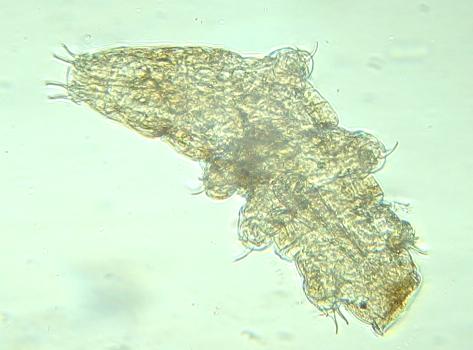 Tardigrade, Milnesium Species