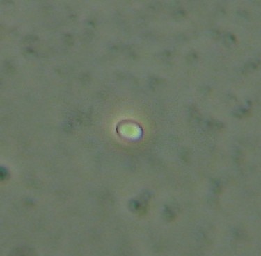 Bacteria using phase contrast at 400x