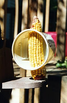 Margarine tub surrounds the dried corn on the cob