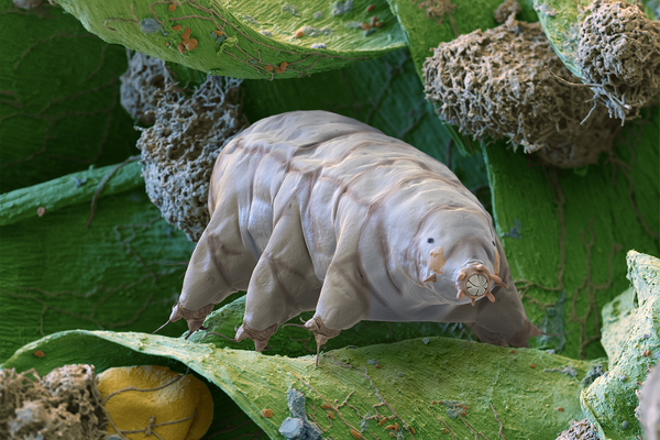 Microscopis image of tardigrade surounded by moss